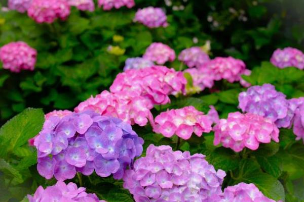 八仙花花期如何管理，要及时的给盆土浇水