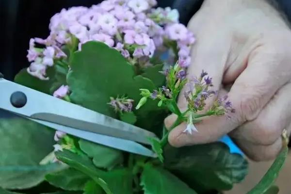 八仙花花期如何管理，要及时的给盆土浇水