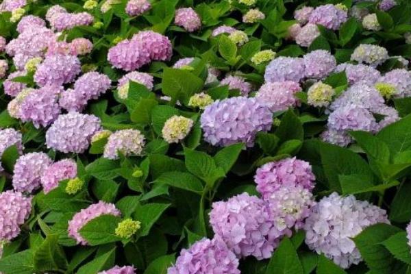 八仙花花期如何管理，要及时的给盆土浇水