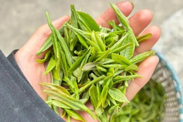 碎银子属于哪种茶，是一种普洱熟茶、品质较高