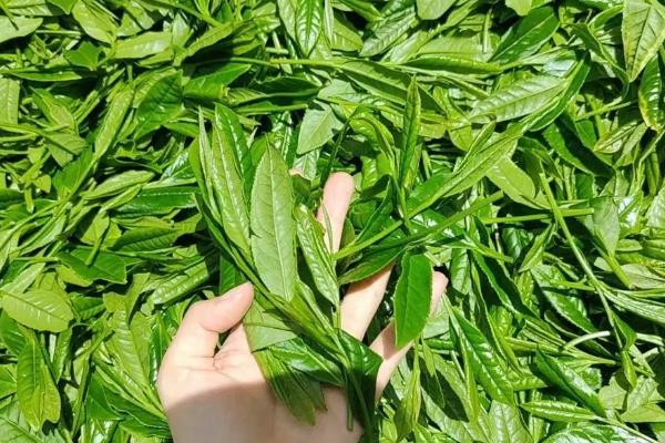 碎银子属于哪种茶，是一种普洱熟茶、品质较高