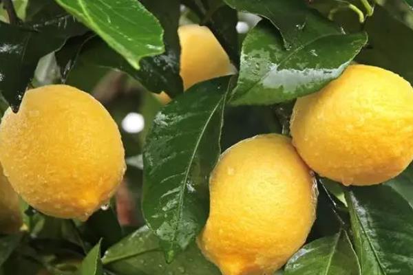 安岳柠檬的上市时间，一般为2-3月份