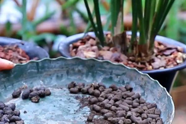 兰草怎么移栽，移栽后要将室温稳定在16-24度