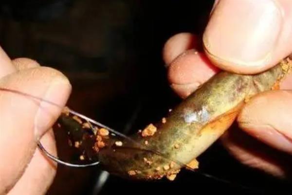 泥鳅可以钓什么鱼，钓的是凶猛的肉食性鱼类