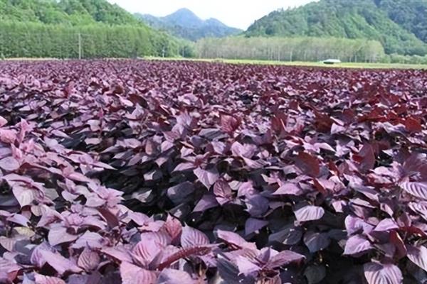 紫苏的种植方法，开挖种植沟之后再均匀播种