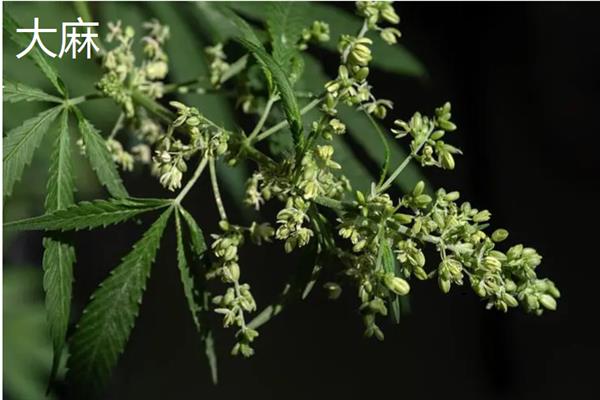 有哪些毒品原植物，常见的有大麻、罂粟和古柯