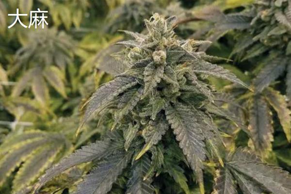 有哪些毒品原植物，常见的有大麻、罂粟和古柯