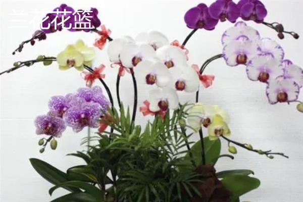 看病人适合送什么花，可以选择康乃馨、满天星等