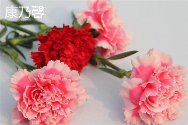 看病人适合送什么花，可以选择康乃馨、满天星等