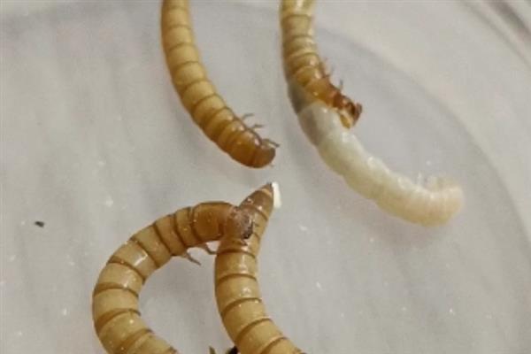小丑鱼吃不吃丰年虾，丰年虾的营养较多适合小丑鱼吃