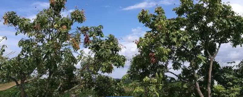 什么时候给龙眼树修剪枝，可以在春季和秋季进行