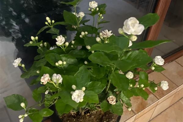 茉莉花能放室内吗，可以进化空气能放室内养殖