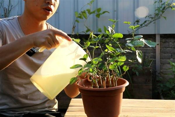 茉莉花能放室内吗，可以进化空气能放室内养殖