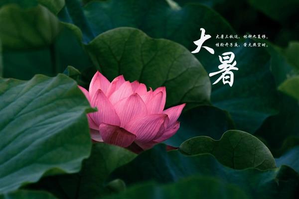 什么时节的农作物长的快，大暑时农作物生长速度最快