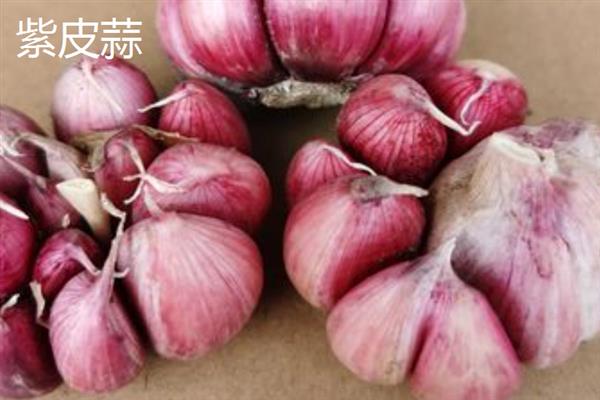 紫皮蒜和白皮蒜的区别，口感和保存方式不同