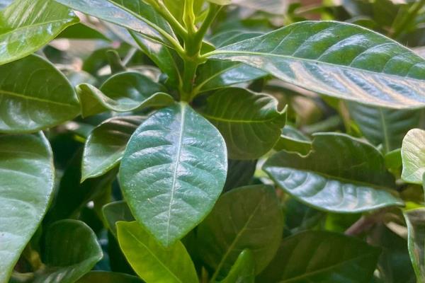 栀子花有花苞却不开花怎么解决，可増施磷钾肥、提供光照等