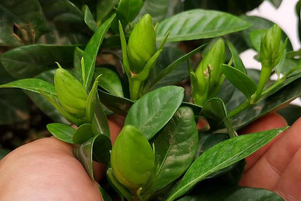 栀子花有花苞却不开花怎么解决，可増施磷钾肥、提供光照等