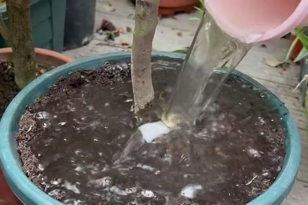 栀子花有花苞却不开花怎么解决，可増施磷钾肥、提供光照等