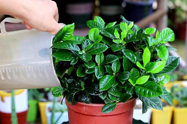 栀子花有花苞却不开花怎么解决，可増施磷钾肥、提供光照等