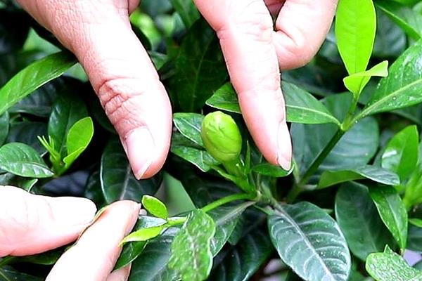 栀子花有花苞却不开花怎么解决，可増施磷钾肥、提供光照等