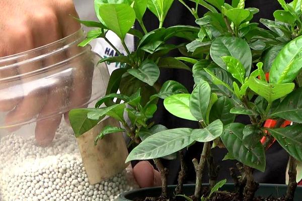 栀子花有花苞却不开花怎么解决，可増施磷钾肥、提供光照等