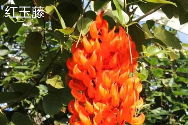 紫藤花的花语，寓意沉迷的爱、执着的爱等