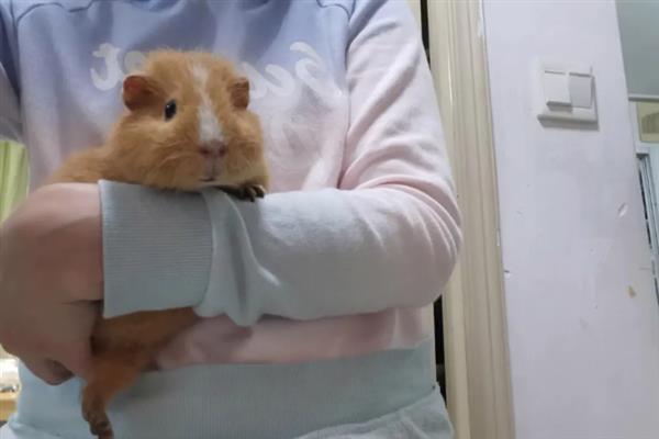 荷兰猪喜欢打架的原因，一般是为了争夺食物和地位竞争等