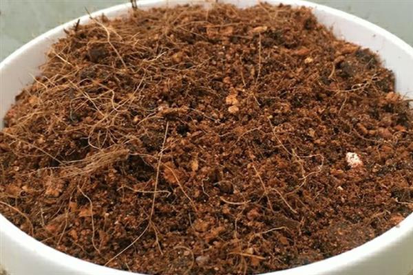 怎么养殖香茶花，春秋季节每隔2-3天浇一次水