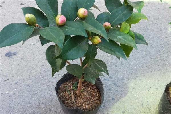 怎么养殖香茶花，春秋季节每隔2-3天浇一次水