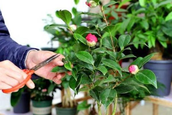 怎么养殖香茶花，春秋季节每隔2-3天浇一次水