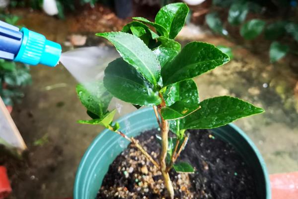 怎么养殖香茶花，春秋季节每隔2-3天浇一次水