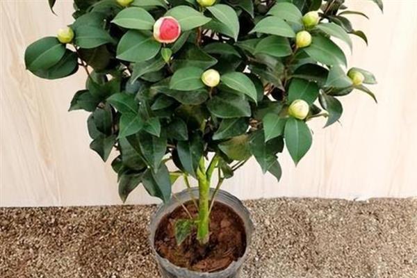 怎么养殖香茶花，春秋季节每隔2-3天浇一次水