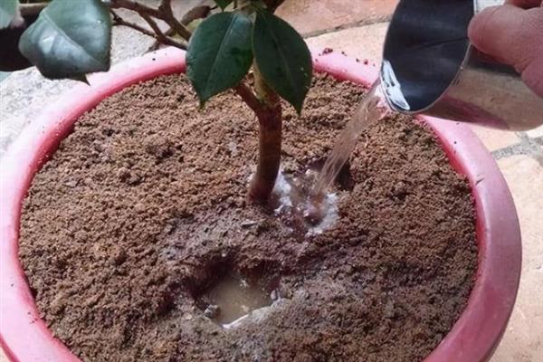 怎么养殖香茶花，春秋季节每隔2-3天浇一次水