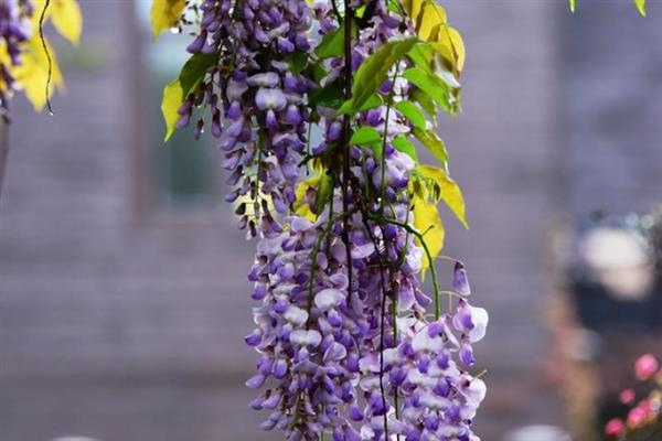 紫藤花的花语，寓意沉迷的爱、执着的爱等