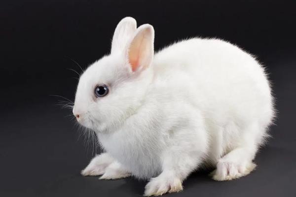 兔子鼻炎有哪些类型，分为传染性鼻炎、病毒性鼻炎等