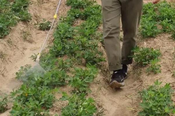 怎么避免花生出现空壳，追施肥料是有效措施