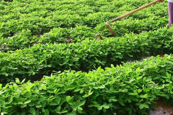怎么避免花生出现空壳，追施肥料是有效措施