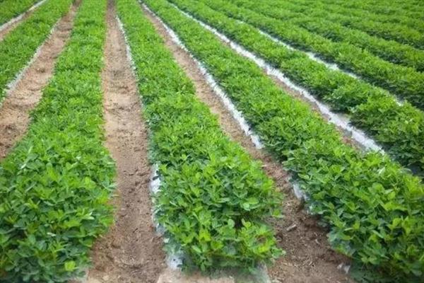 怎么避免花生出现空壳，追施肥料是有效措施