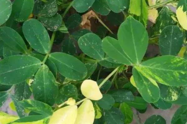 怎么避免花生出现空壳，追施肥料是有效措施