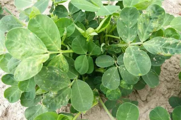 怎么避免花生出现空壳，追施肥料是有效措施
