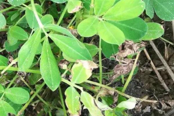 怎么避免花生出现空壳，追施肥料是有效措施