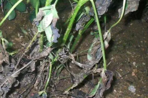 怎么避免花生出现空壳，追施肥料是有效措施