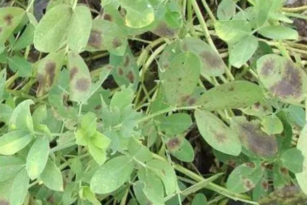 怎么避免花生出现空壳，追施肥料是有效措施