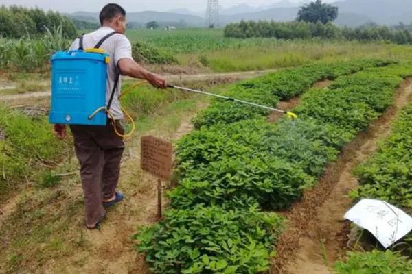 怎么避免花生出现空壳，追施肥料是有效措施