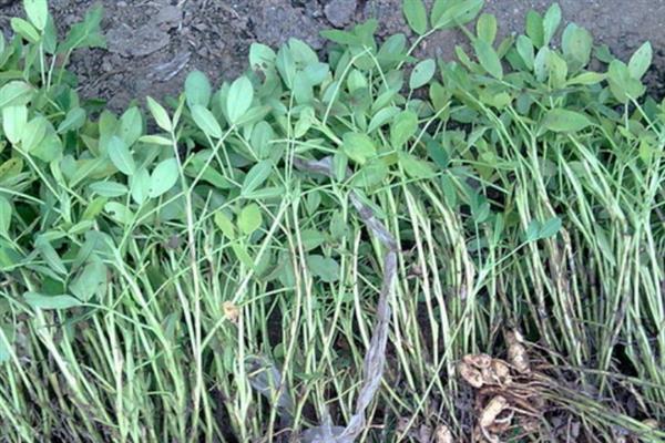 怎么避免花生出现空壳，追施肥料是有效措施