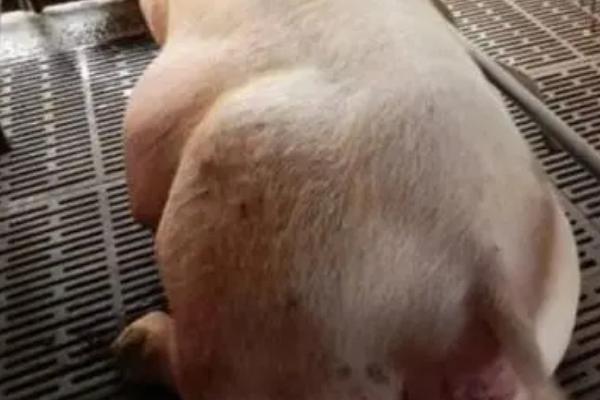 猪难产有哪些症状，主要表现为痛苦呻吟、阴户异常肿大等