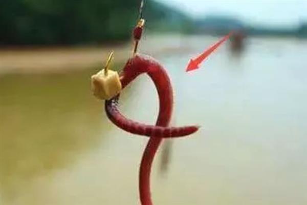 蚯蚓黑漂不中鱼的原因，可能是杂鱼闹窝、鱼钩太大等