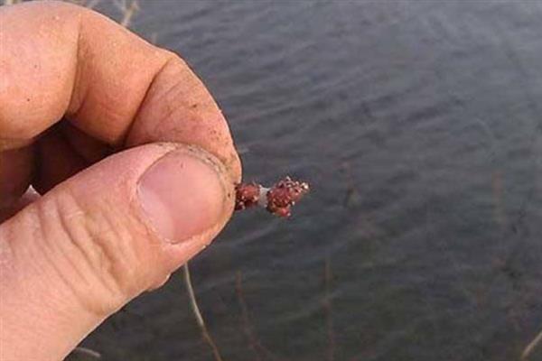 蚯蚓黑漂不中鱼的原因，可能是杂鱼闹窝、鱼钩太大等