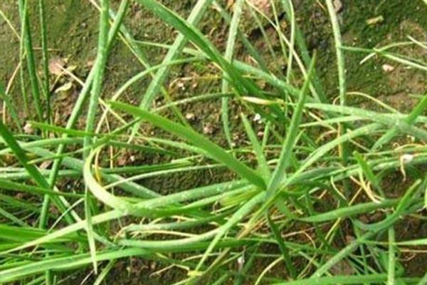 韭菜迟眼蕈蚊简介，危害韭菜地下鳞茎和假茎基部