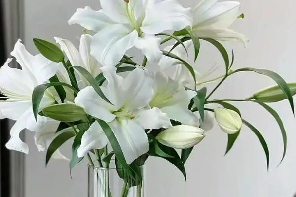 赠送百合与玫瑰花束的含义，代表真挚的爱情